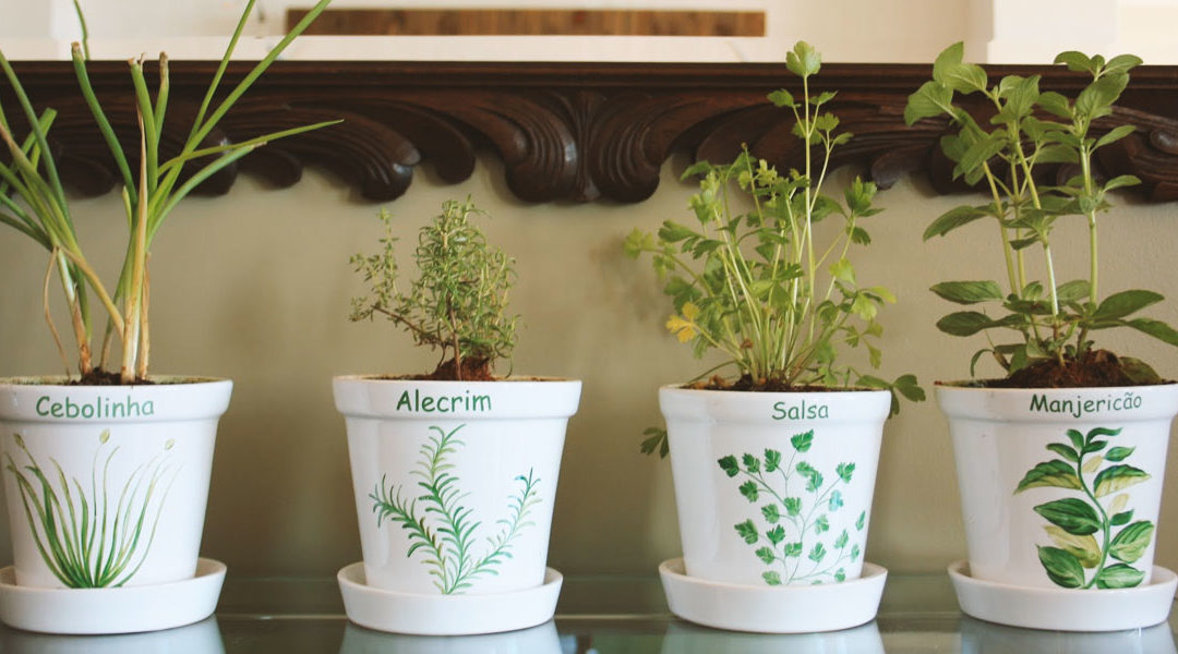 Como Cultivar Plantas em Casa