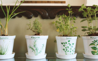 Como Cultivar Plantas em Casa