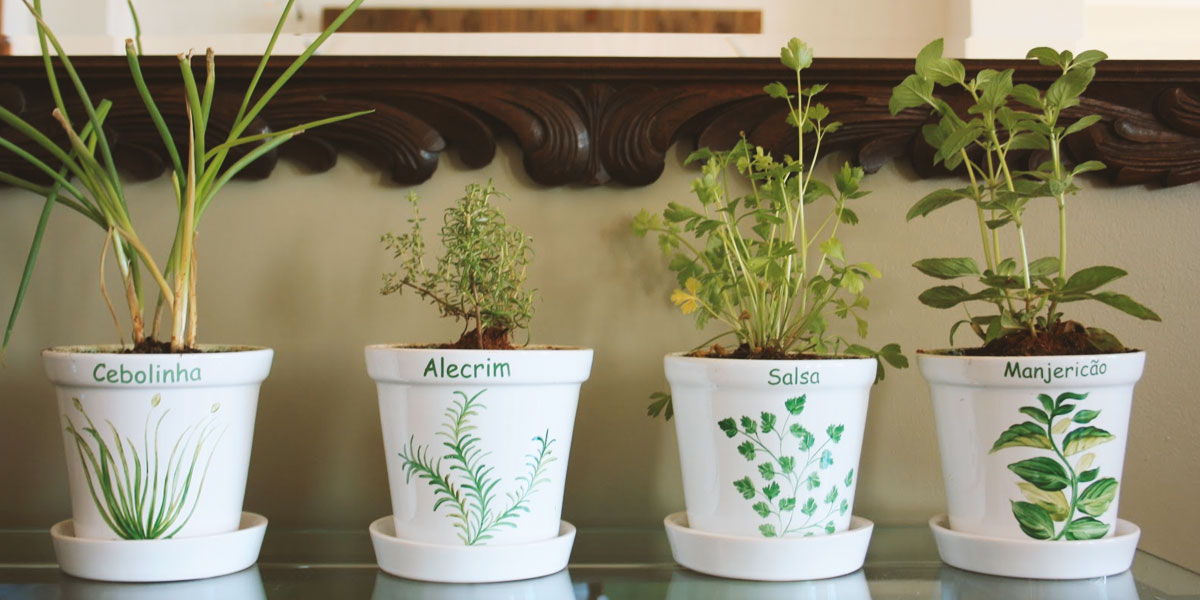 Como Cultivar Plantas em Casa