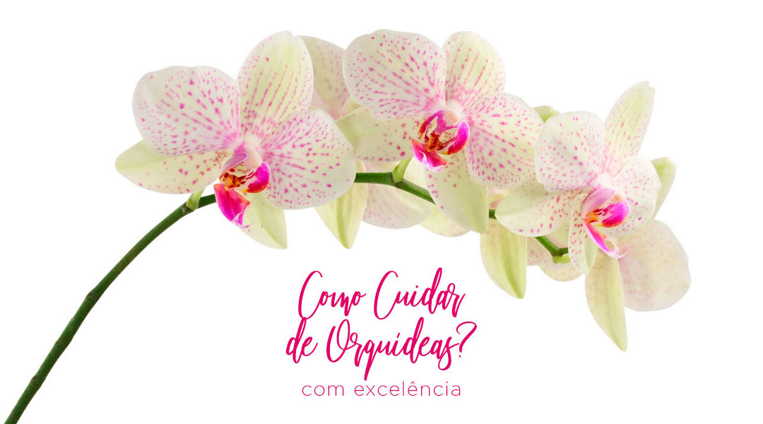 Como Cuidar de Orquídeas com Excelência [Parte I]