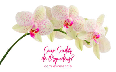 Como Cuidar de Orquídeas com Excelência [Parte I]