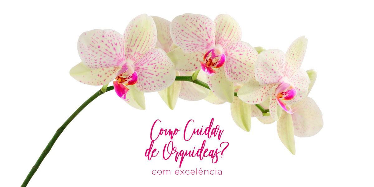 Como Cuidar de Orquídeas com Excelência [Parte I]