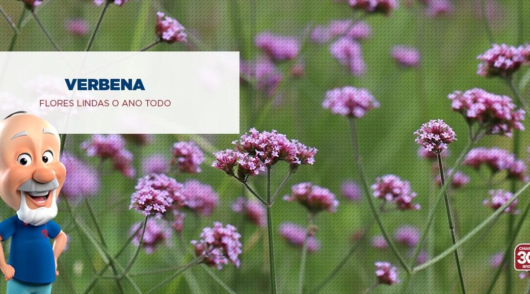 Verbena: flores lindas o ano todo