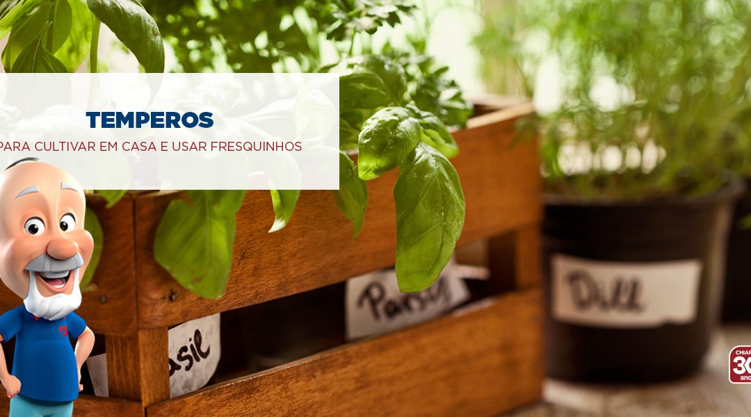 Temperos para cultivar em casa e usar fresquinhos